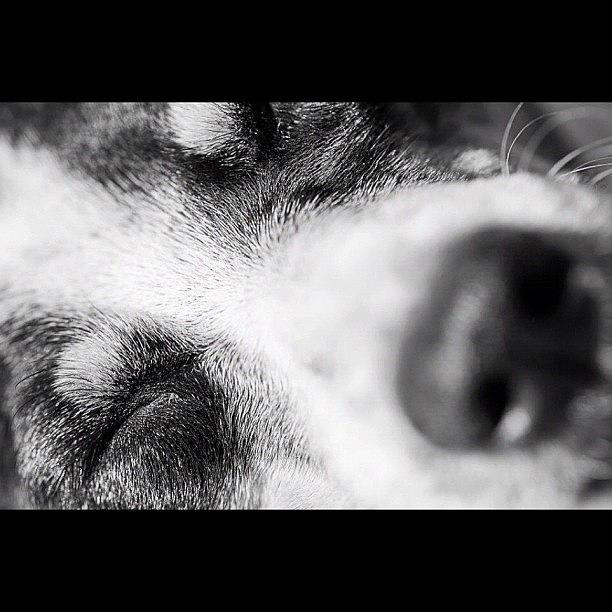 Black And White Photograph - Dog nose and eyes by Adriana Guimaraes