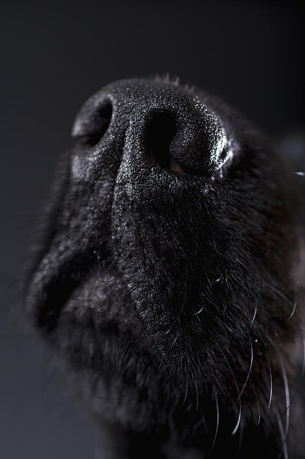 Dog Nose, Close-up Photograph by Apple Tree House
