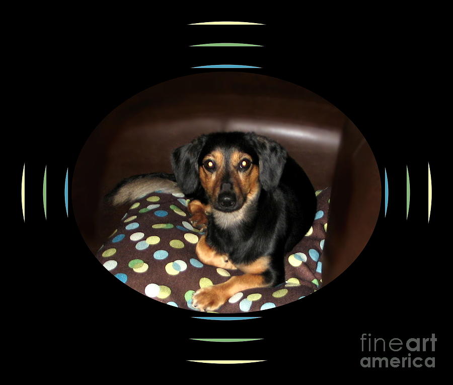 Dog Photograph - Dog on Sofa with Polka Dots by Renee Trenholm