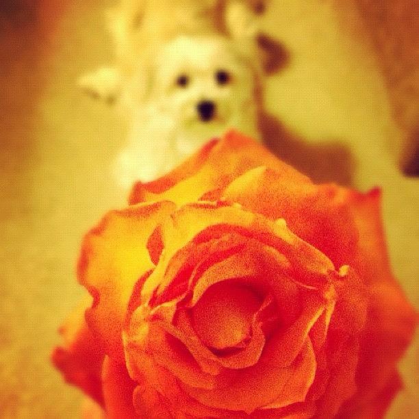 Flowers Still Life Photograph - #dog #orange #flower #view #perspective by Jenna Luehrsen