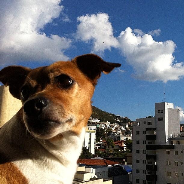Dog Photograph - #dog #pet by Adriana Guimaraes
