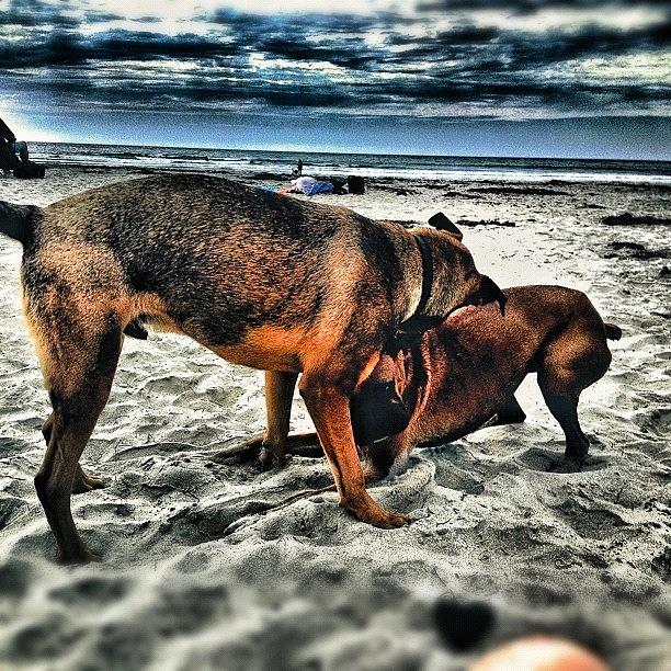 Beach Photograph - #dog #play #beach #playa #mar #doggo by Eva Martinez