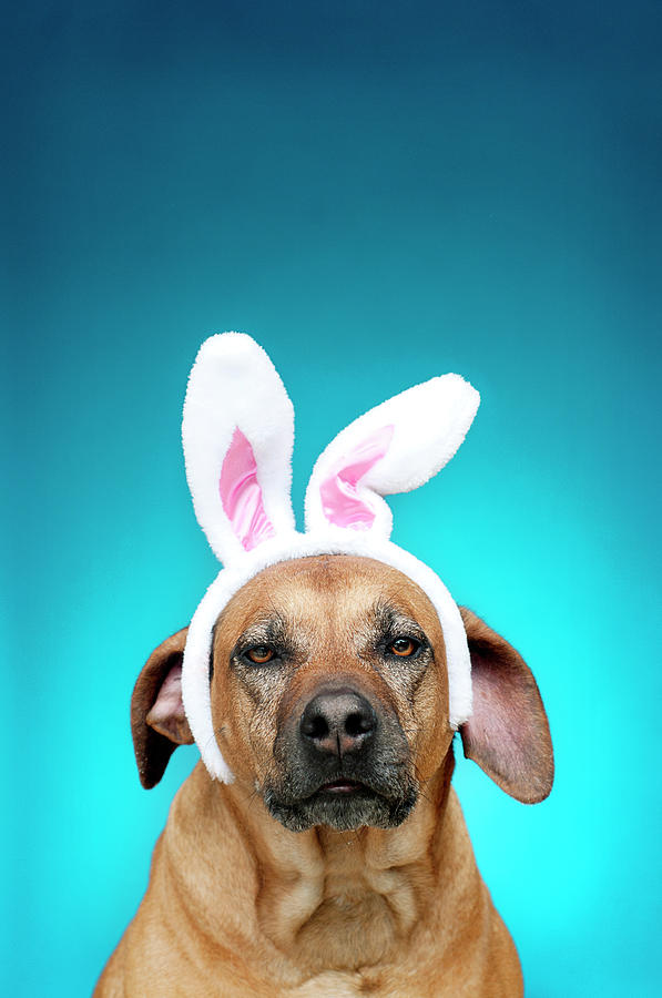 Dog Portrait Wearing Easter Bunny Ears Photograph by Jade Brookbank Dog Portrait Wearing Easter Bunny Ears Photograph by Jade Brookbank