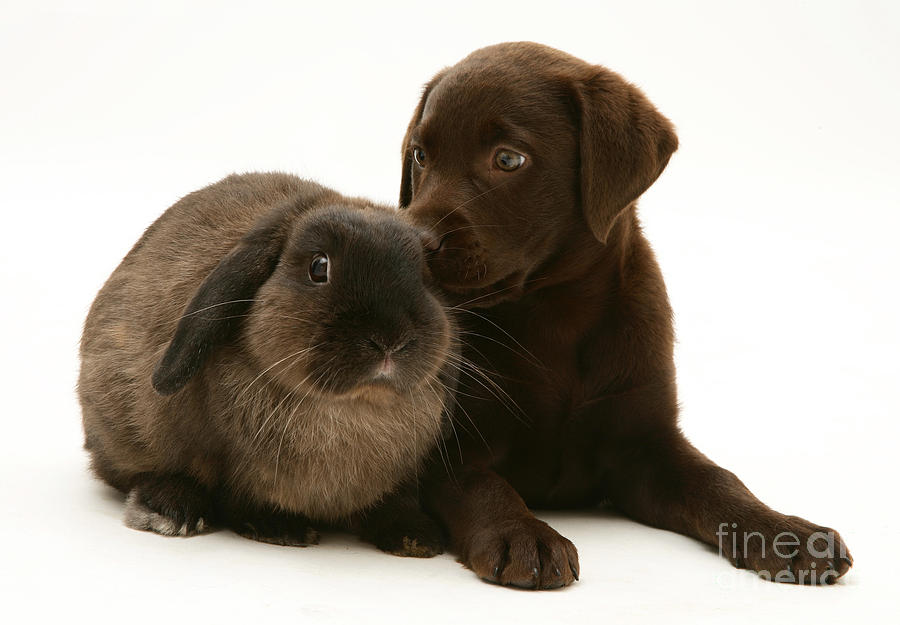 Dog Photograph - Dog Pup With Rabbit by Jane Burton