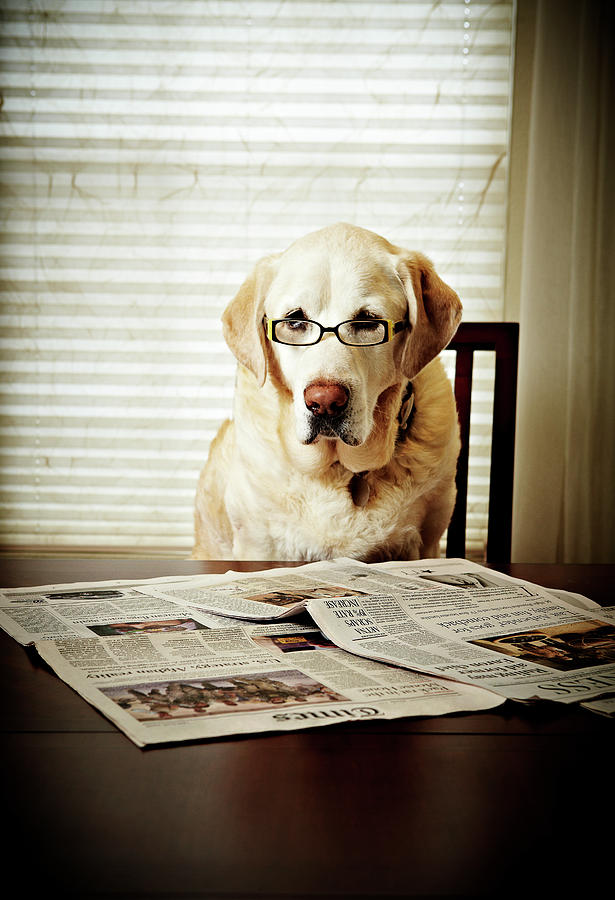 Image result for dog wearing reading glasses