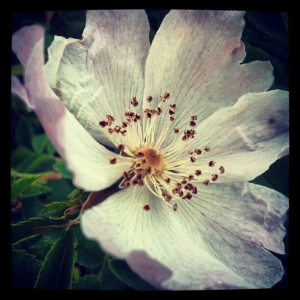 Nature Photograph - Dog Rose by Vicki Field