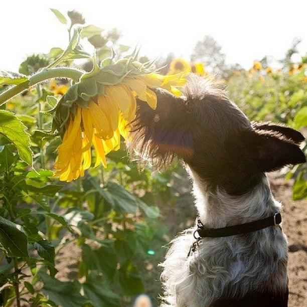 Sunflower Photograph - #dog #schnauzer #miniature #nature by James Davidson