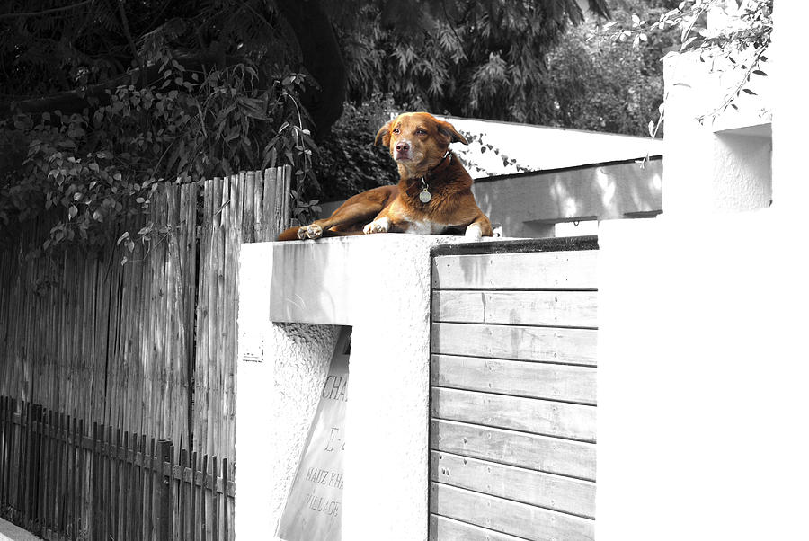 Animal Photograph - Dog sitting at the wall by Sumit Mehndiratta
