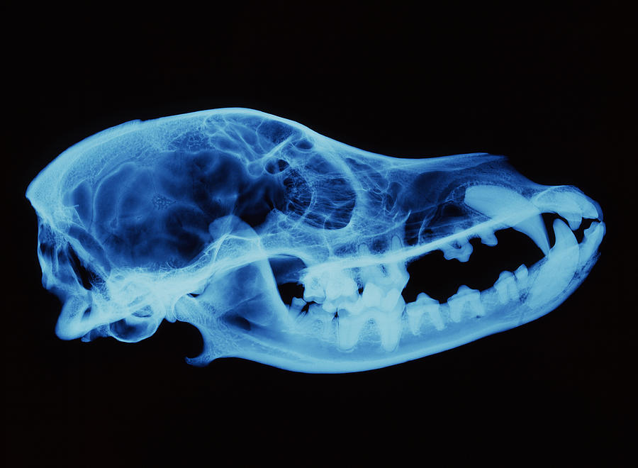 Dog Skull X-ray Photograph by D. Roberts