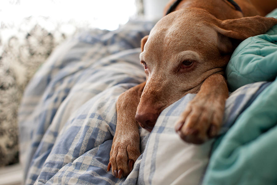 Dog Sleeping On Bed Photograph by Tudor Costache