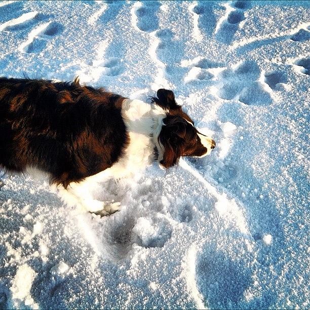 Sheep Photograph - #dog #snow #winter #lake #scotland by Dean Ferris