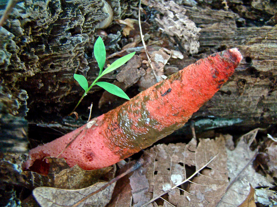 Dog Stinkhorn Mushroom - Mutinus Caninus Photograph by Mother Nature