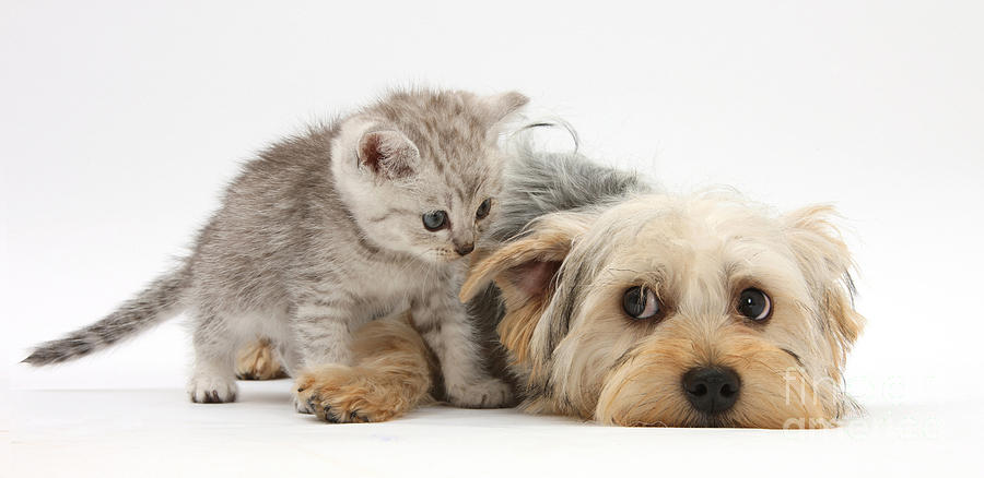 Dog Surrendering To Kitten Photograph by Mark Taylor