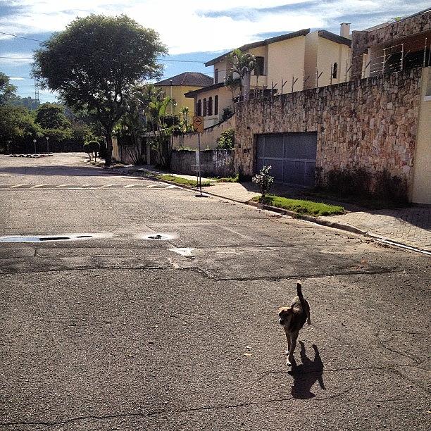 Dog Photograph - Dog Walk! #nofilter #dog #insta by Rodrigo Santos