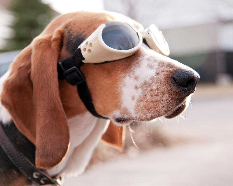 dog wearing goggles