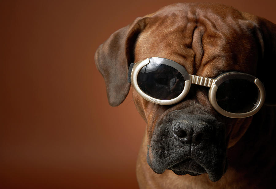 Dog Wearing Sunglasses Photograph by Chris Amaral