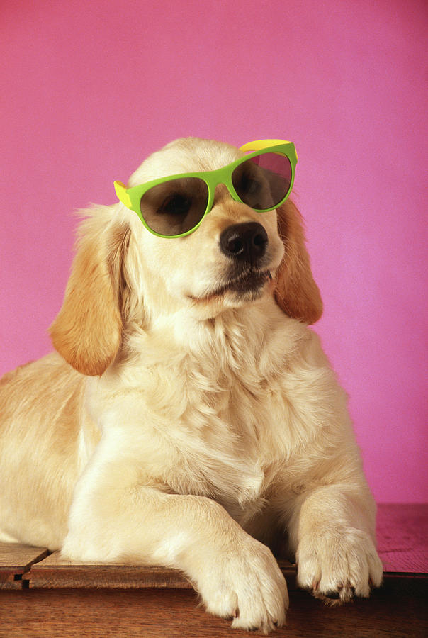 Dog Wearing Sunglasses, Close-up Photograph by David De Lossy