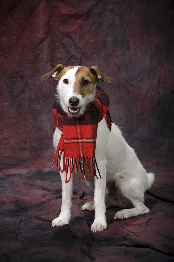 Dog With A Scarf Photograph by Corey Hochachka