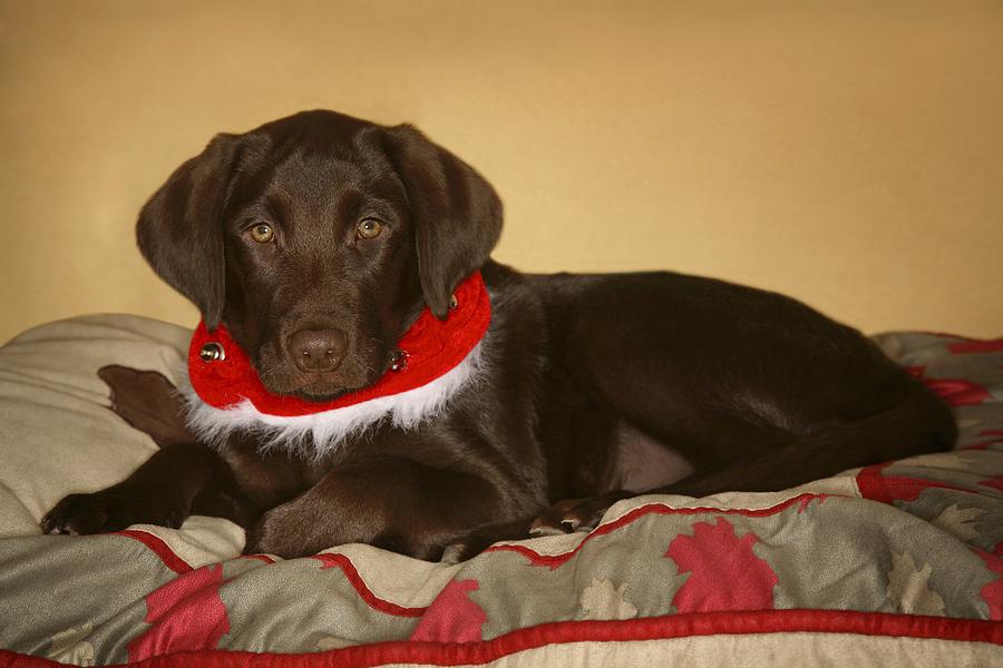 Animal Photograph - Dog With Christmas Collar by Leah Hammond