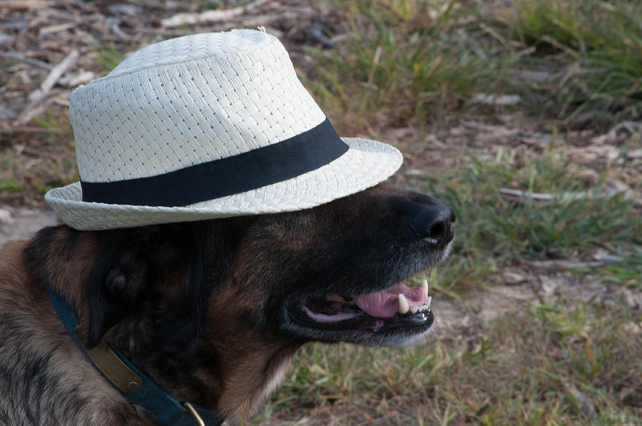 Dog with hat Photograph by Stephen Tunis - Fine Art America