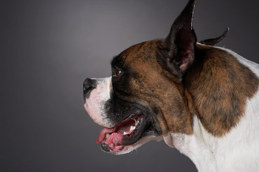 Dog With Mouth Open Photograph by Chris Amaral | Fine Art America