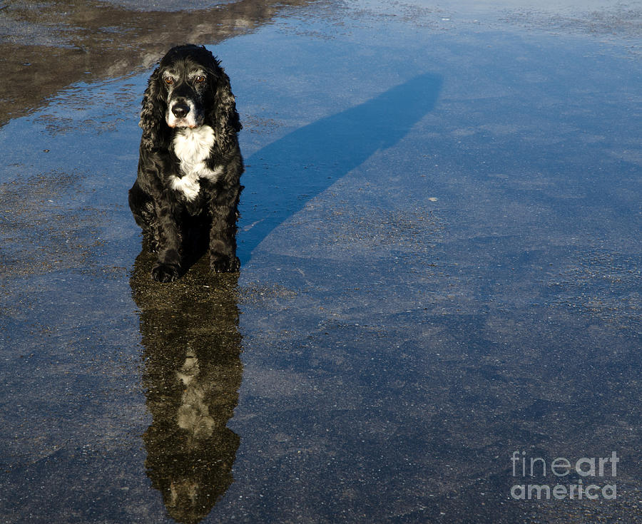 Dog Photograph - Dog with reflections and shadow by Mats Silvan