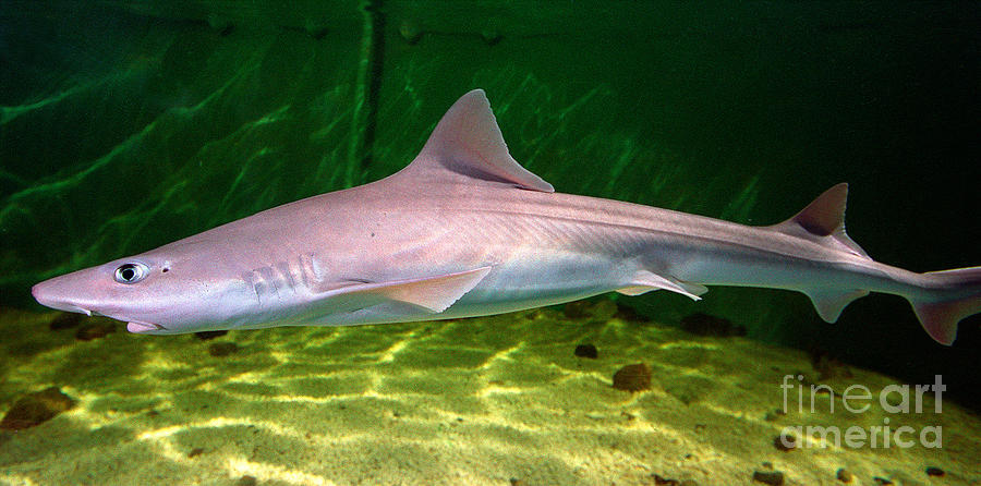 dogfish shark