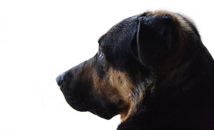 Dog Photograph - Doggie Daydreams by Jeff Galbraith