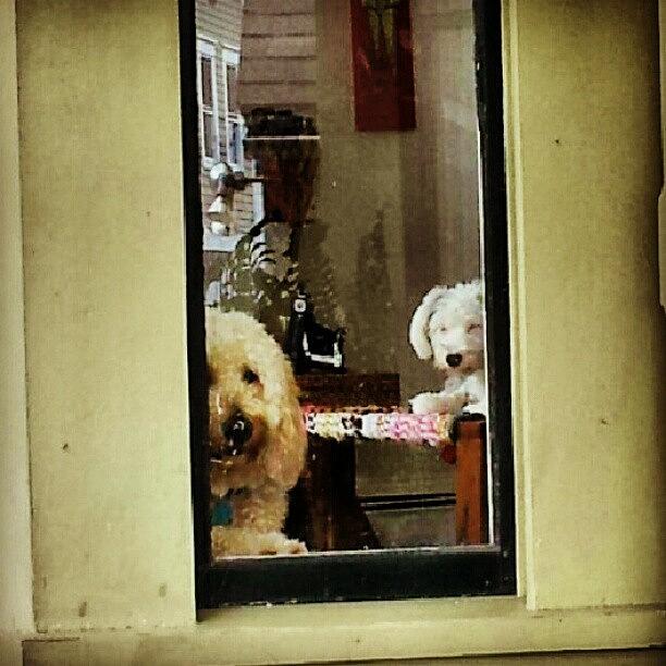 Poodle Photograph - Doggies In The Window by Stan Homato