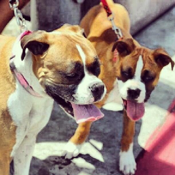 #doglovers:boxers Mom And Son Photograph by Tony Martinez