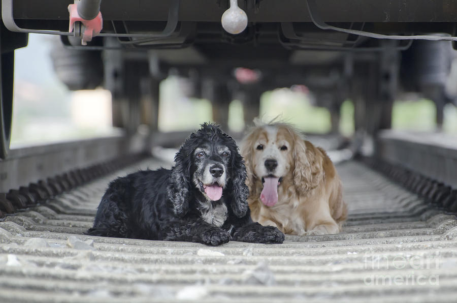 Dogs lying under a train wagon Photograph by Mats Silvan