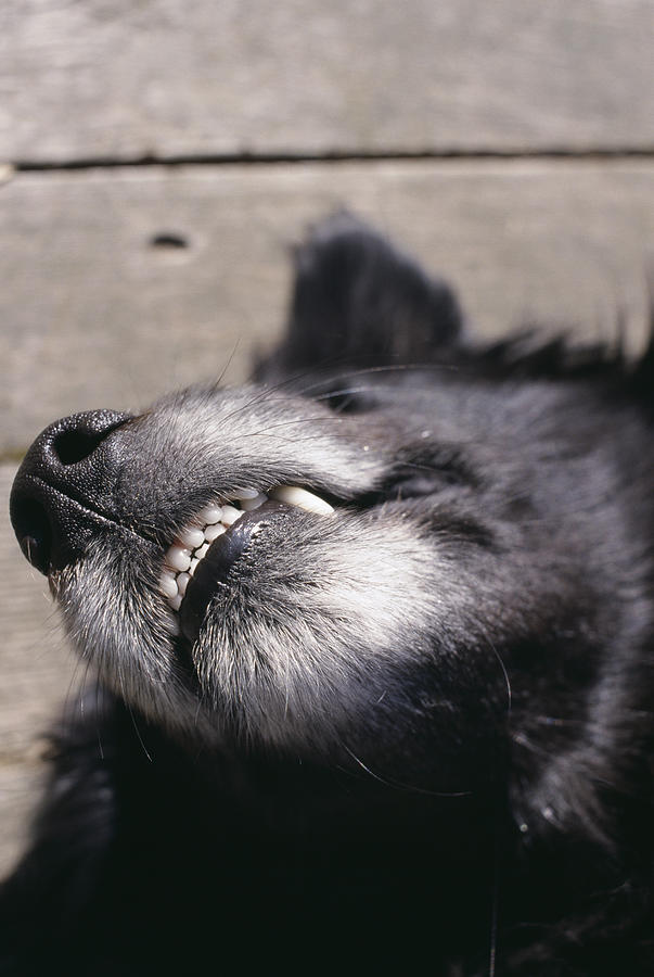 Nature Photograph - Dogs Muzzle by Alan Sirulnikoff