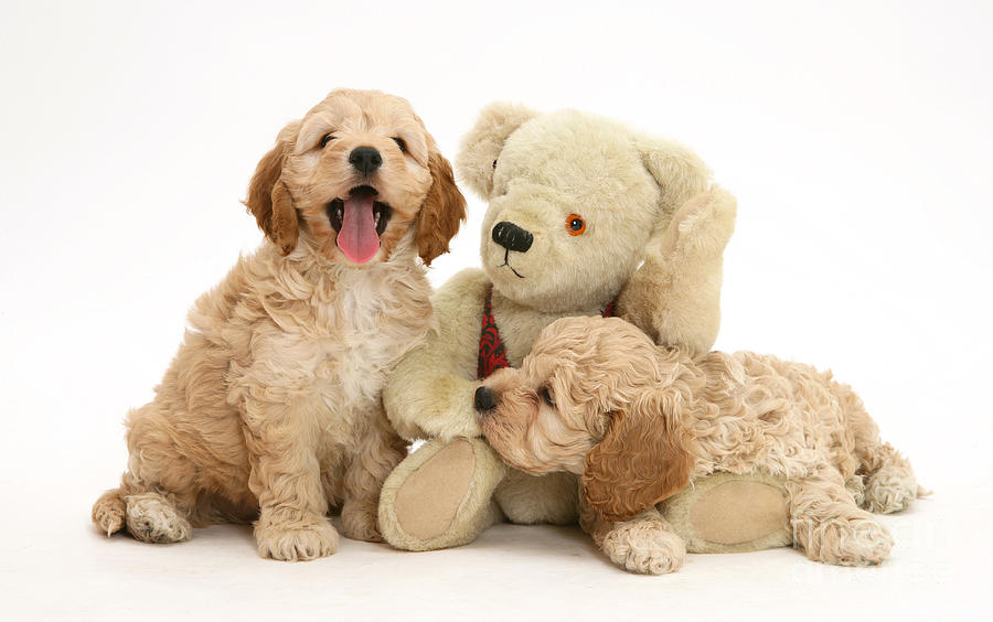 Dog Photograph - Dogs With Stuffed Bear by Jane Burton