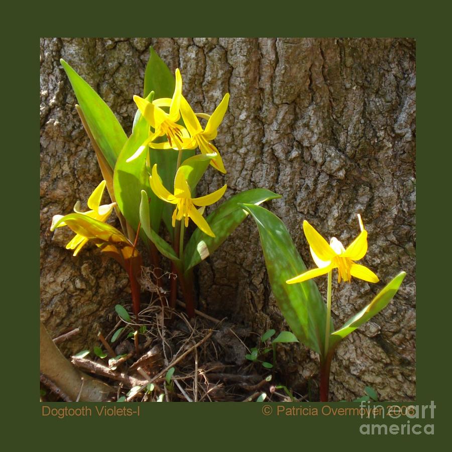 Dogtooth Violets-I Photograph by Patricia Overmoyer
