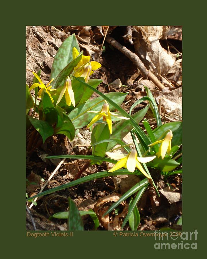 Dogtooth Violets-II Photograph by Patricia Overmoyer