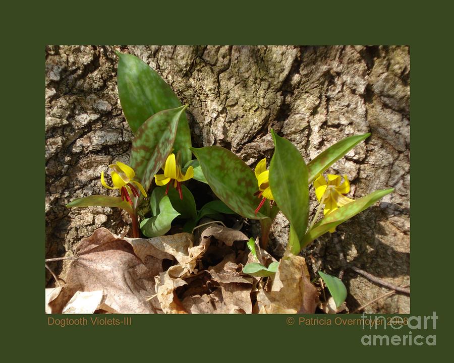 Dogtooth Violets-III Photograph by Patricia Overmoyer
