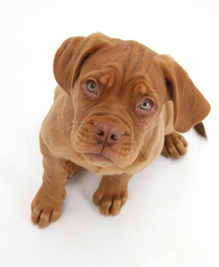Dogue De Bordeaux Puppy Photograph by Mark Taylor