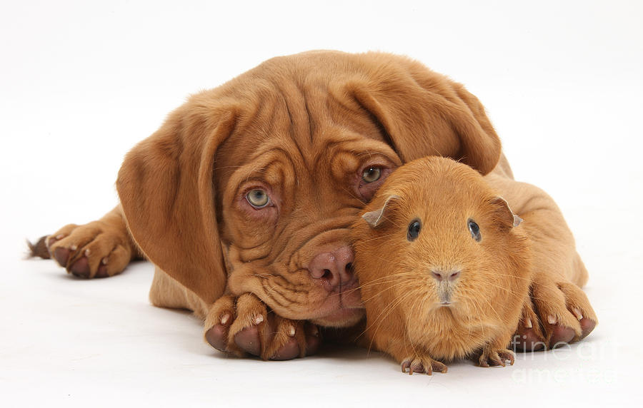 Nature Photograph - Dogue De Bordeaux Puppy With Red Guinea by Mark Taylor
