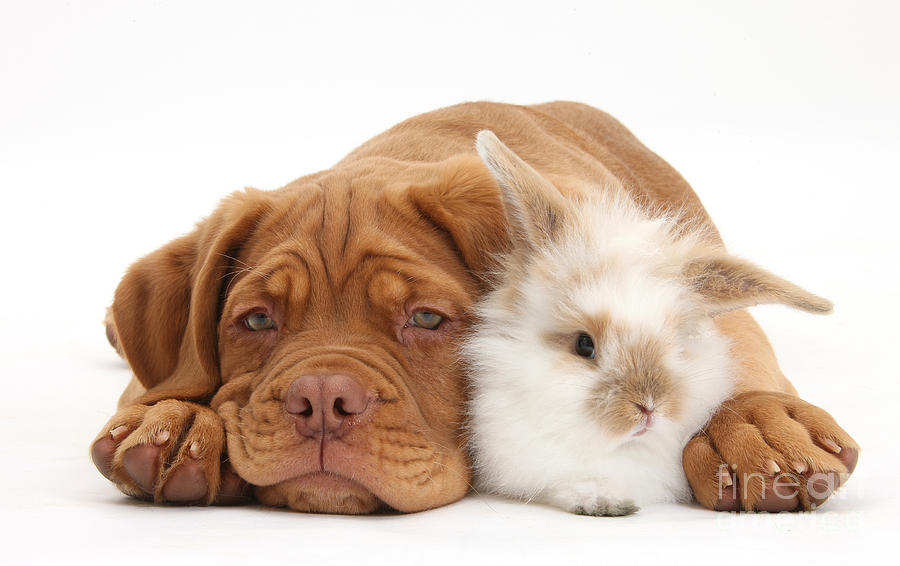 Dogue De Bordeaux Puppy With Bunny Photograph by Mark Taylor