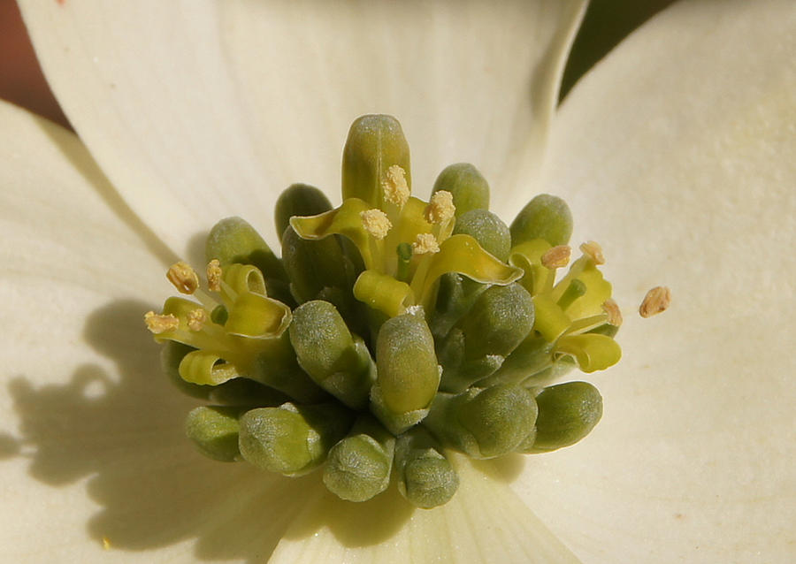 Flower Photograph - Dogwood Begins to Bloom 1 Close-up 2 by Robert E Alter Reflections of Infinity