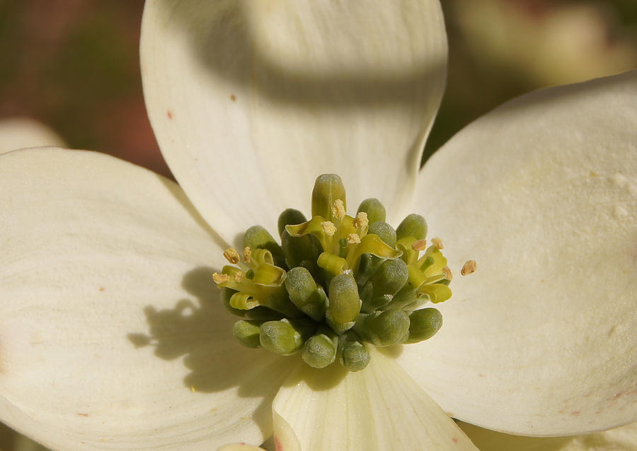 Dogwood Begins to Bloom 1 Close-up Photograph by Robert E Alter Reflections of Infinity