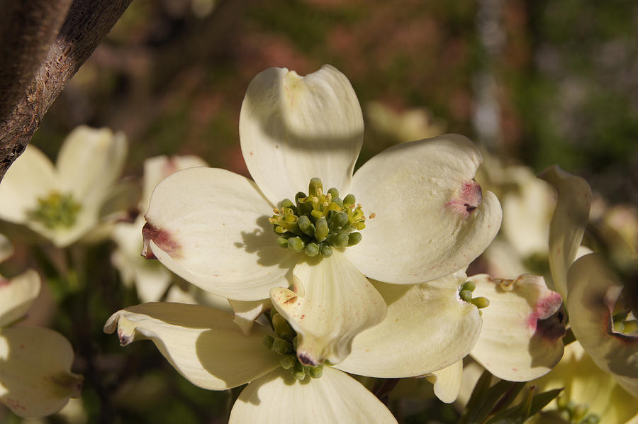 Dogwood Begins to Bloom 1 Photograph by Robert E Alter Reflections of Infinity
