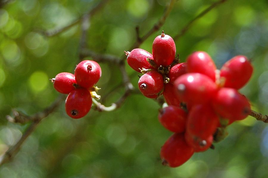 Tree Photograph - Dogwood Berries by Beverly Hammond