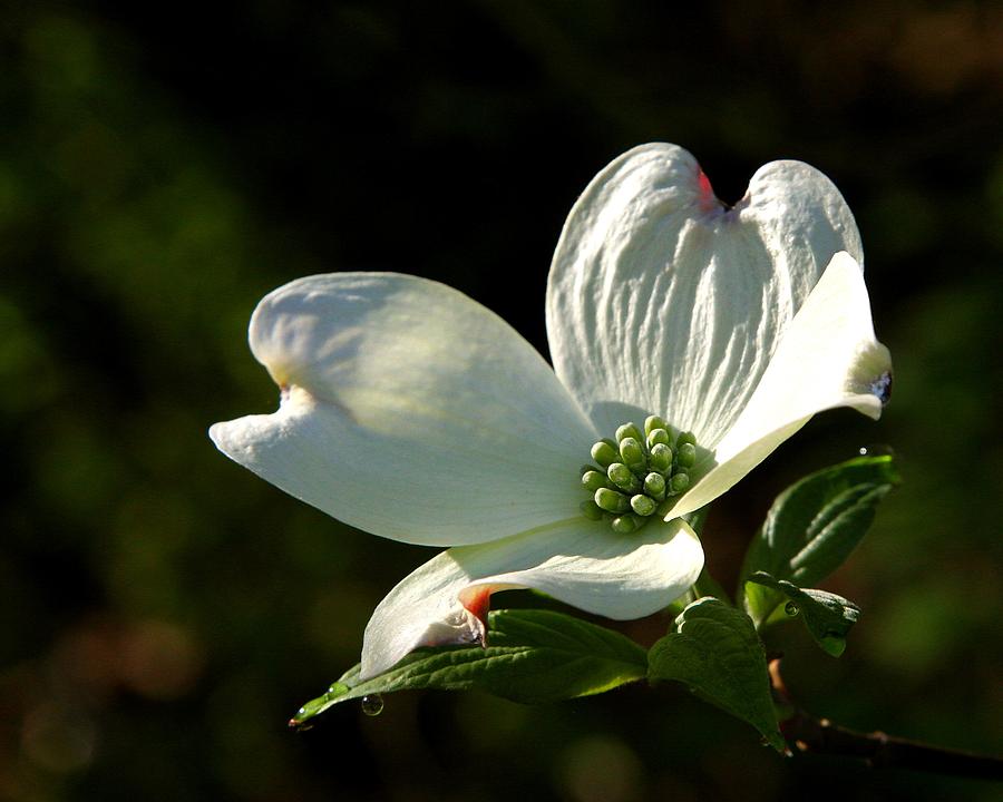 Dogwood Bloom at Sunrise Photograph by Michael Dougherty