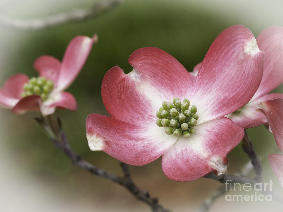 Dogwood Blossom Photograph by David Waldrop