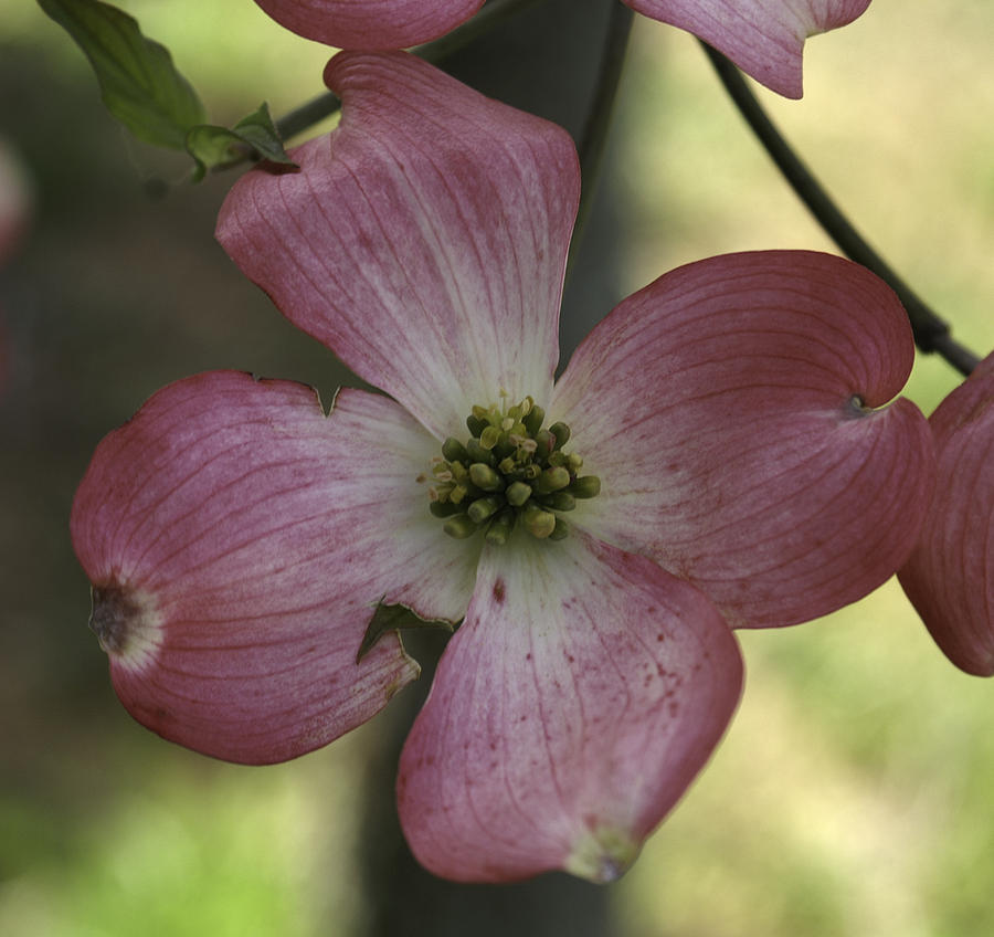 Dogwood Blossom Photograph by Henri Irizarri