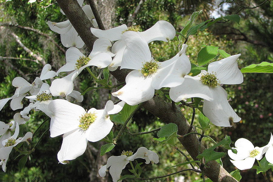 Dogwood Blossoms Photograph by Carla Parris