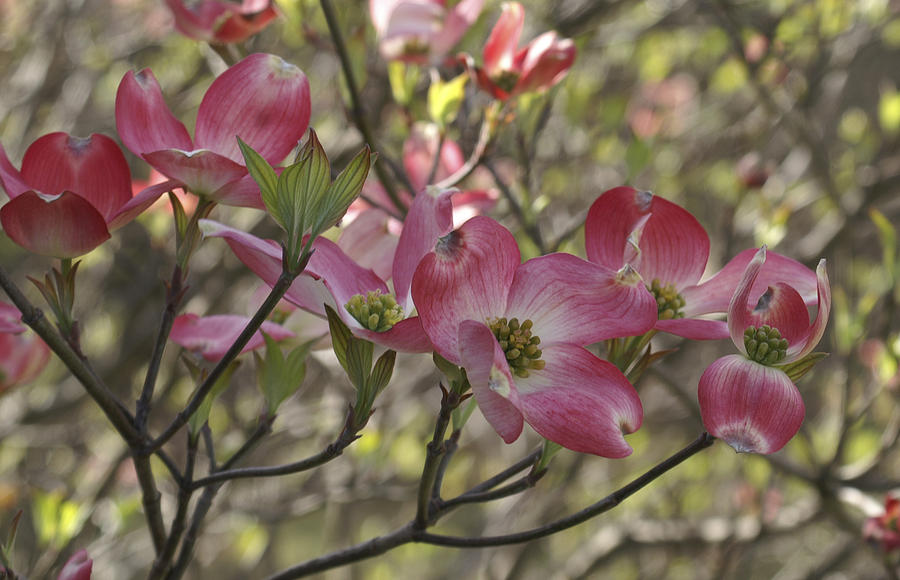 Dogwood Blossoms Photograph by Henri Irizarri