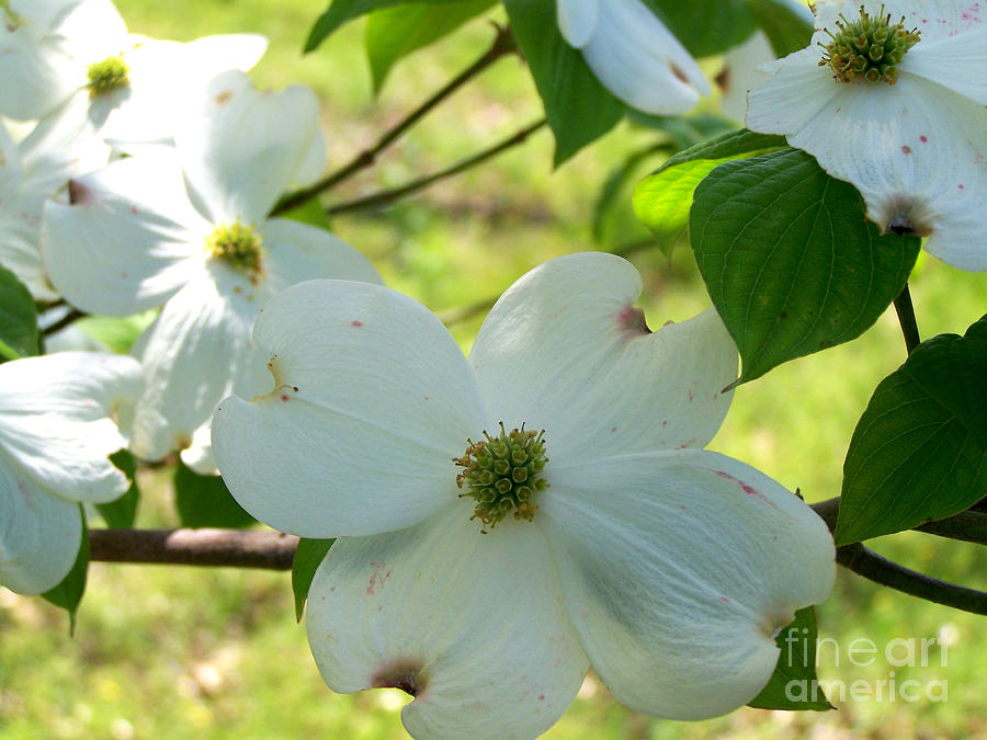 Dogwood Blossoms Photograph by Kathy  White