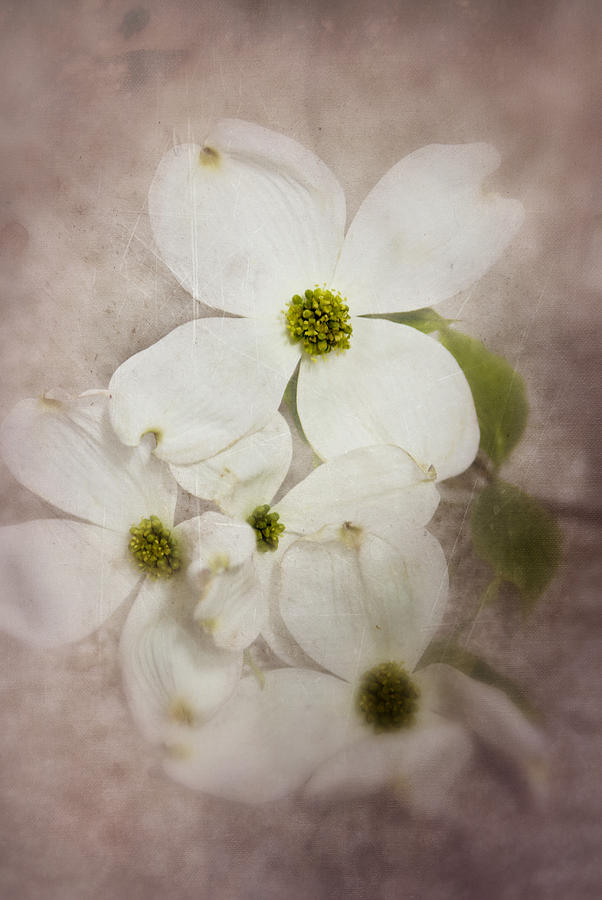 Nature Photograph - Dogwood Blossoms by Mary Timman